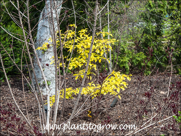 early spring